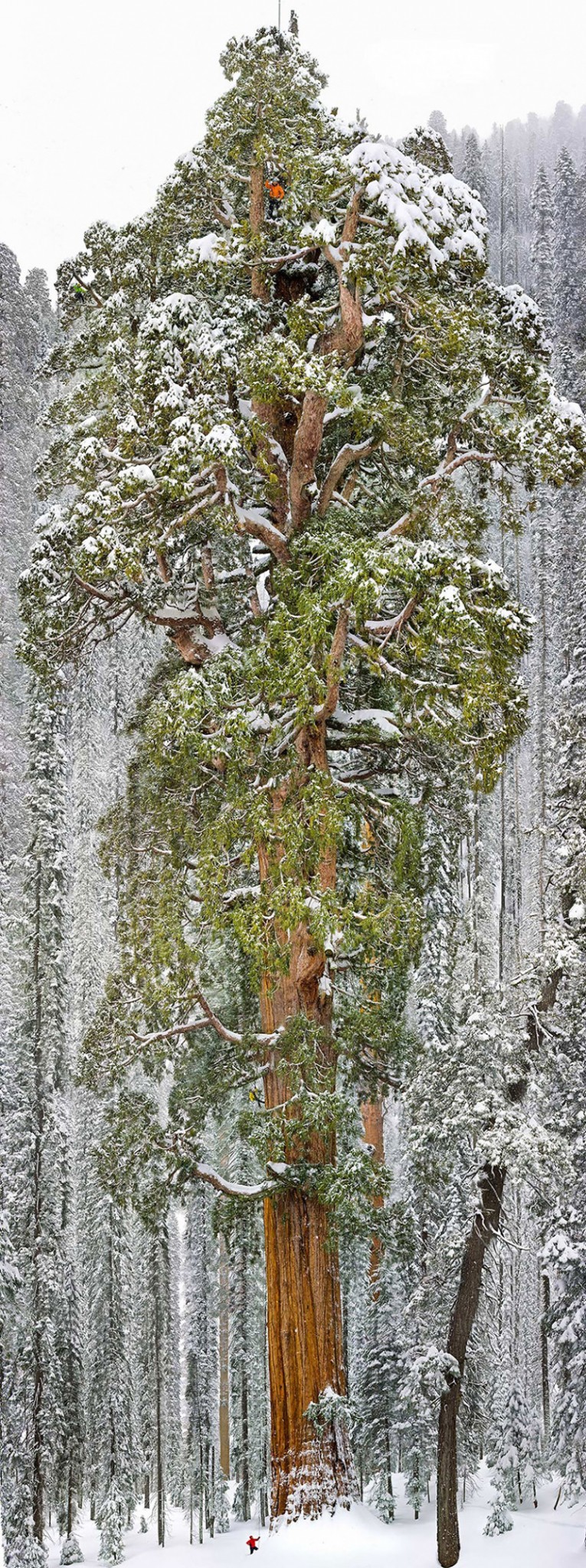 3200vuotiaspuu